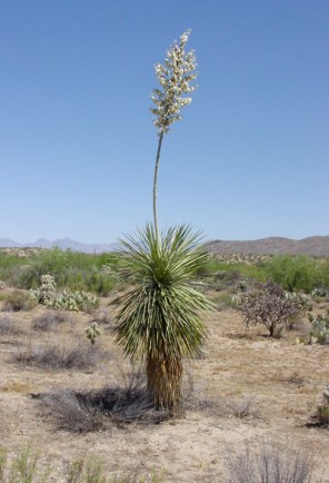 Yucca_ela_400